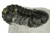 Bargain, Austerops Trilobite - Nice Eye Facets #181260-3